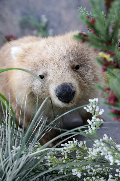 Queensland Avustralya Yerli Bitkilerle Çevrili Büyük Kahverengi Wombat Kayanın Üzerinde Stok Resim