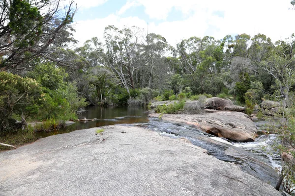 Национальный Парк Джираун Юге Квинсленда Местными Растениями Гумнами Гигантскими Гранитными — стоковое фото