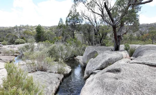 Piękny Giraween Park Narodowy Południowych Downs Queensland Rodzimych Roślin Drzew — Zdjęcie stockowe