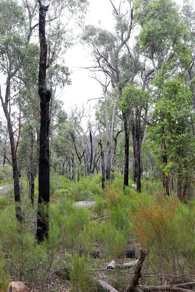 昆士兰州南部美丽的Girabetween国家公园 以当地植物 树胶和花岗岩巨石为特色 — 图库照片