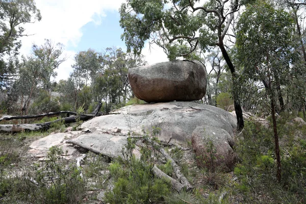 Piękny Giraween Park Narodowy Południowych Downs Queensland Rodzimych Roślin Drzew — Zdjęcie stockowe