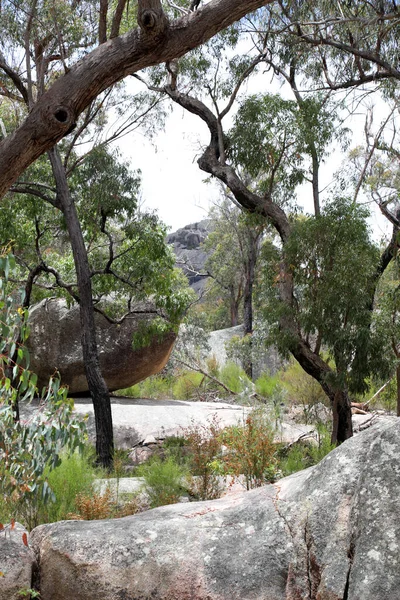 Prachtige Giraween National Park Southern Downs Queensland Met Inheemse Planten — Stockfoto