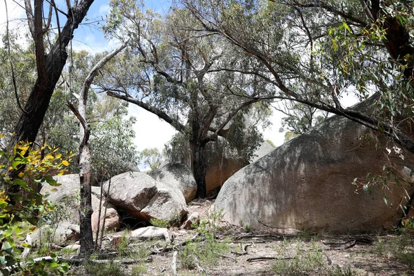 クイーンズランド州南部の美しいガーデン国立公園には ネイティブ植物 ガムの木 巨大な花崗岩の岩があります — ストック写真