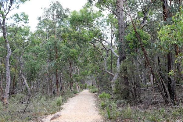 Gyönyörű Giraween Nemzeti Park Southern Downs Queensland Felvázoló Őshonos Növények — Stock Fotó