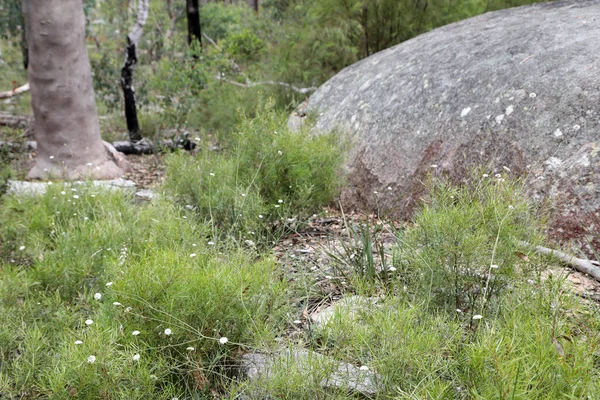 Hermoso Parque Nacional Giraween Southern Downs Queensland Con Plantas Nativas —  Fotos de Stock