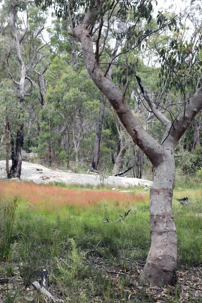 Gyönyörű Giraween Nemzeti Park Southern Downs Queensland Felvázoló Őshonos Növények — Stock Fotó