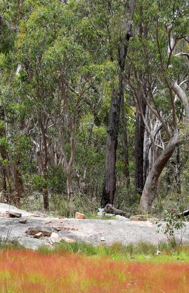 Hermoso Parque Nacional Giraween Southern Downs Queensland Con Plantas Nativas — Foto de Stock