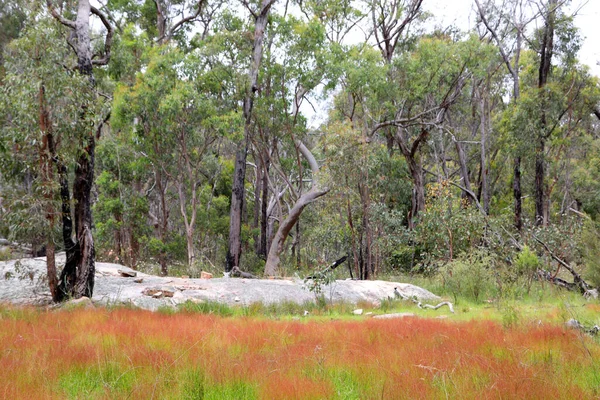 Krásný Národní Park Žiraween South Downs Queensland Původními Rostlinami Žvýkačkami — Stock fotografie