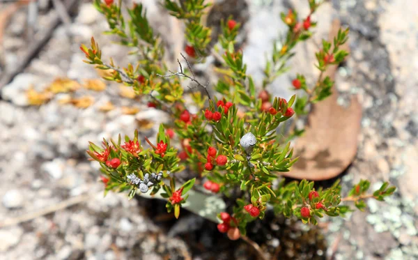 Girraween Ulusal Parkı Queensland Güzel Yabani Çiçekler — Stok fotoğraf