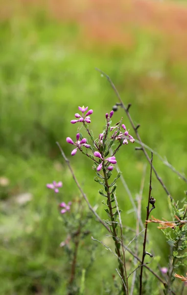 Hermosas Flores Silvestres Parque Nacional Girraween Queensland —  Fotos de Stock