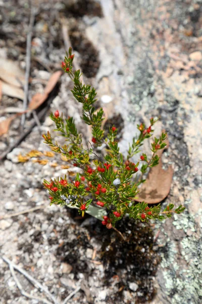 Hermosas Flores Silvestres Parque Nacional Girraween Queensland —  Fotos de Stock