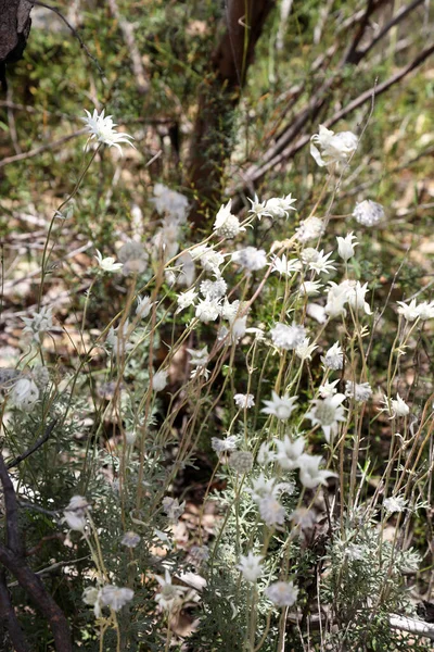 Belles Fleurs Flanelle Marguerite Une Fleur Indigène Australienne Située Dans — Photo