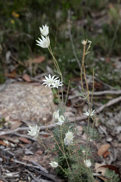 Bellissimi Fiori Margherita Flanella Fiore Nativo Australiano Situato Girraween National — Foto Stock