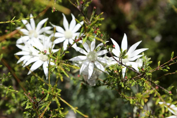 Krásné Flanelové Sedmikrásky Květiny Australský Původní Květ Nachází Národním Parku — Stock fotografie