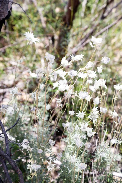 Belles Fleurs Flanelle Marguerite Une Fleur Indigène Australienne Située Dans — Photo