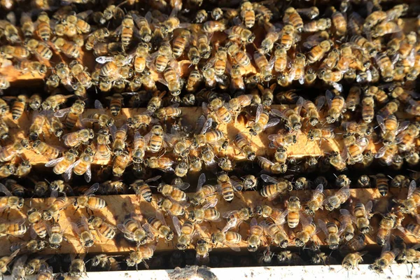 Imagen Primer Plano Colmena Con Miel Abejas Marcos — Foto de Stock