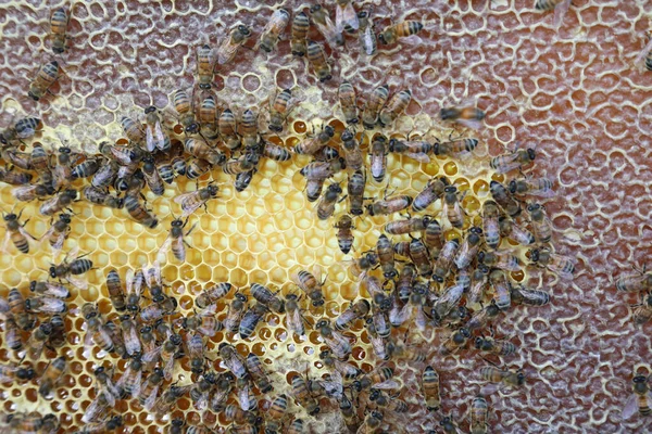 Imagen Primer Plano Colmena Con Miel Abejas Marcos — Foto de Stock