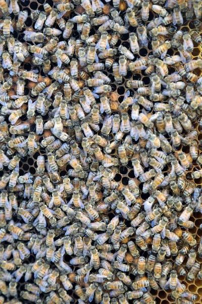 Closeup Image Bee Hive Honey Bees Frames — Stock Photo, Image