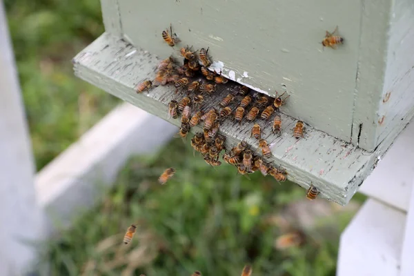 Nahaufnahme Eines Bienenstocks Mit Honig Bienen Und Rahmen — Stockfoto