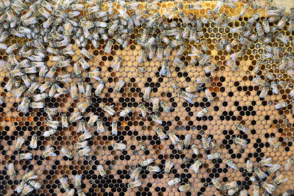 Closeup Image Bee Hive Honey Bees Frames — Stock Photo, Image