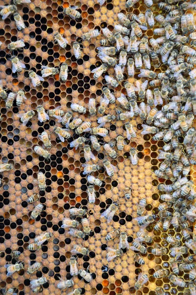 Imagen Primer Plano Colmena Con Miel Abejas Marcos — Foto de Stock