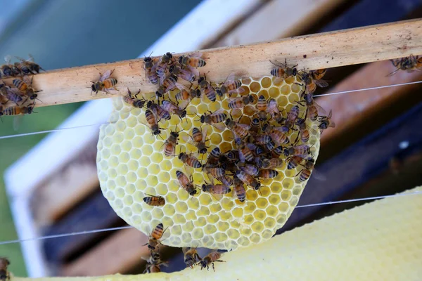 Szoros Kép Mézzel Méhekkel Keretekkel Rendelkező Méhkasról — Stock Fotó
