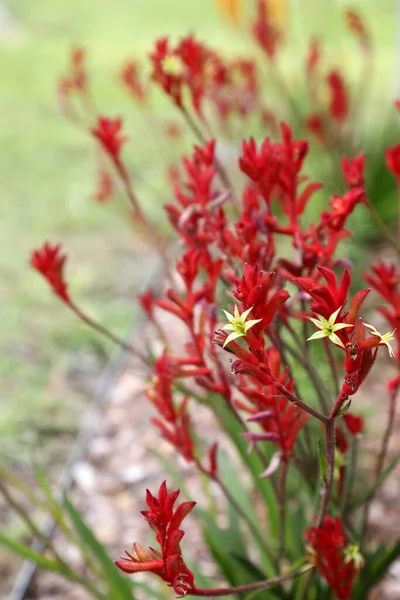Mooie Rode Gele Kangoeroe Poot Inheemse Bloemen Queensland Australië — Stockfoto