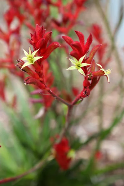 Όμορφη Κόκκινο Και Κίτρινο Καγκουρό Πόδι Ιθαγενή Λουλούδια Στο Queensland — Φωτογραφία Αρχείου