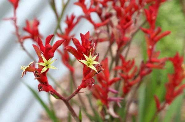 Beautiful Red Yellow Kangaroo Paw Native Flowers Queensland Australia — ストック写真