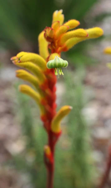 Belle Patte Kangourou Rouge Jaune Fleurs Indigènes Dans Queensland Australie — Photo