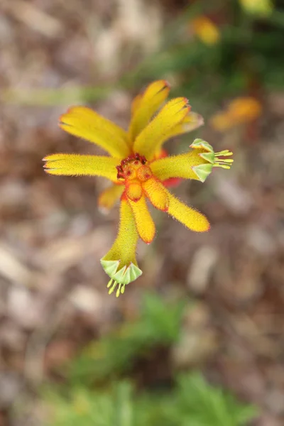 Beautiful Red Yellow Kangaroo Paw Native Flowers Queensland Australia — стоковое фото