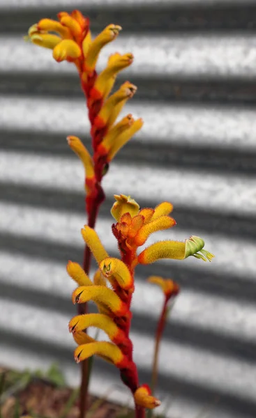 Hermosas Flores Nativas Pata Canguro Rojo Amarillo Queensland Australia — Foto de Stock