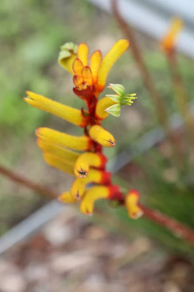 Красивые Красные Желтые Кенгуру Лапы Родные Цветы Квинсленде Австралия — стоковое фото