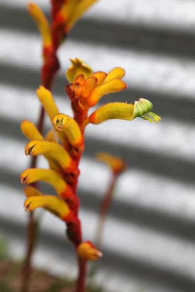 Lindo Vermelho Amarelo Pata Canguru Flores Nativas Queensland Austrália — Fotografia de Stock