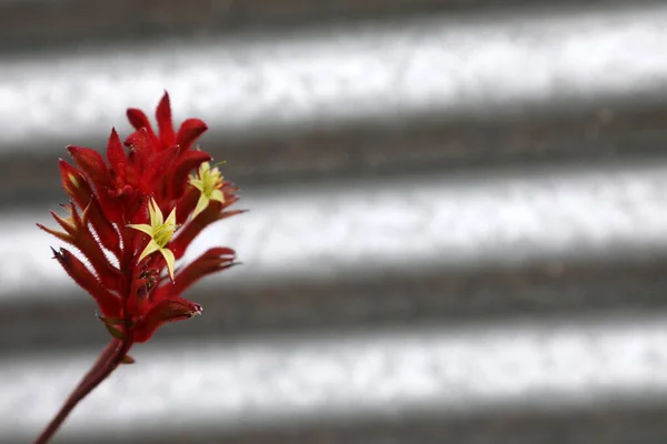 澳大利亚昆士兰州美丽的红 黄袋鼠爪原生花 — 图库照片