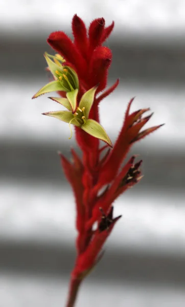 Beautiful Red Yellow Kangaroo Paw Native Flowers Queensland Australia — ストック写真