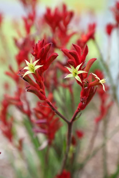 Krásné Červené Žluté Klokaní Tlapky Nativní Květiny Queensland Austrálie — Stock fotografie