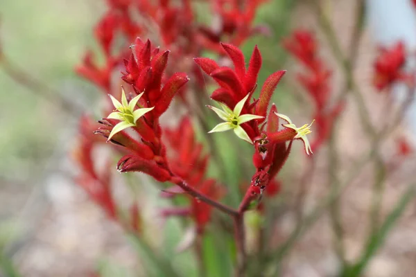 Hermosas Flores Nativas Pata Canguro Rojo Amarillo Queensland Australia —  Fotos de Stock