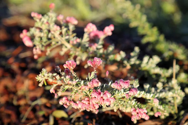 Güzel Narin Pembe Beyaz Avustralya Yerlisi Grevillea Çiçekleri Bir Bahçe — Stok fotoğraf