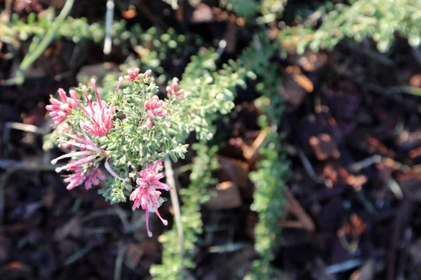 Belle Délicate Rose Blanc Australien Grevillea Fleurs Natives Dans Cadre — Photo