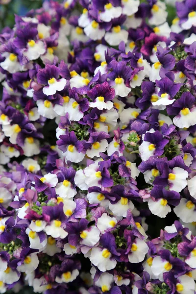 Beautiful Nemesia Flowers Purple Yellow White — Stock fotografie