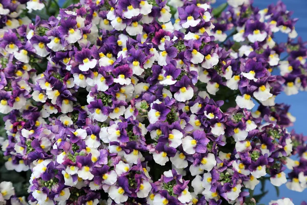 Beautiful Nemesia Flowers Purple Yellow White — Stock fotografie