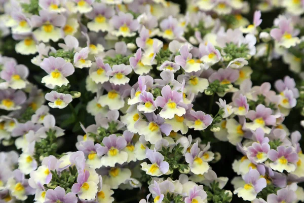 Beautiful Nemesia Flowers Purple Yellow White — Foto de Stock
