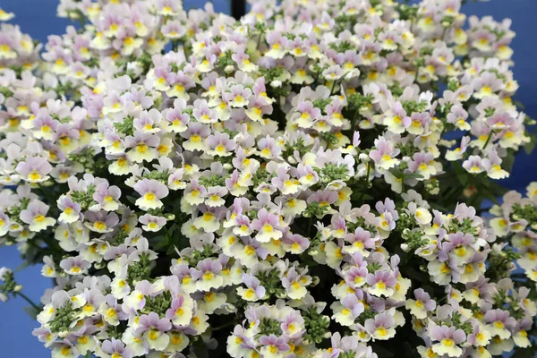 Beautiful Nemesia Flowers Purple Yellow White — Stockfoto