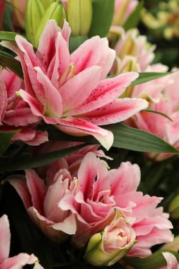 Pembeler, beyazlar ve portakallar içinde güzel zambaklar.