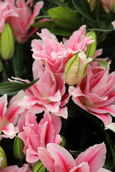 Beautiful Array Lilium Flowers Pinks Whites Orange — Fotografia de Stock