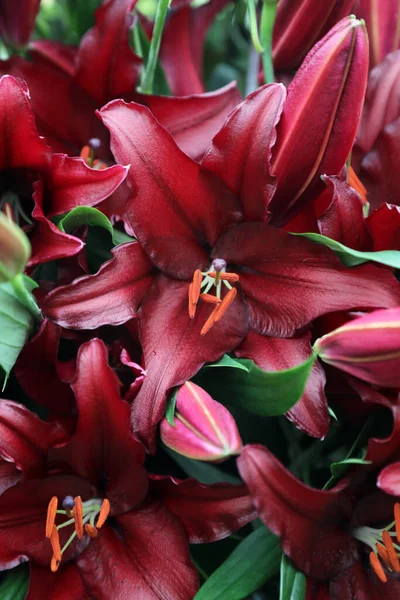 Beautiful Array Lilium Flowers Pinks Whites Orange —  Fotos de Stock