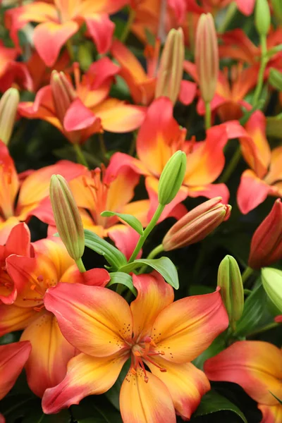 Beautiful Array Lilium Flowers Pinks Whites Orange —  Fotos de Stock