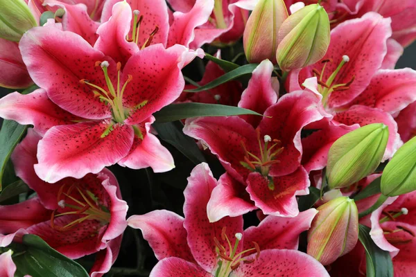 Beautiful Array Lilium Flowers Pinks Whites Orange —  Fotos de Stock