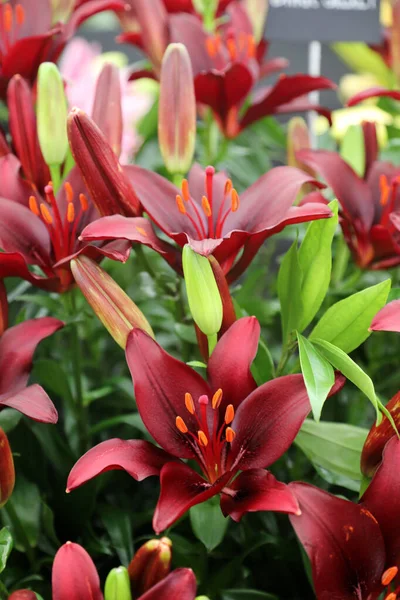 Beautiful Array Lilium Flowers Pinks Whites Orange —  Fotos de Stock